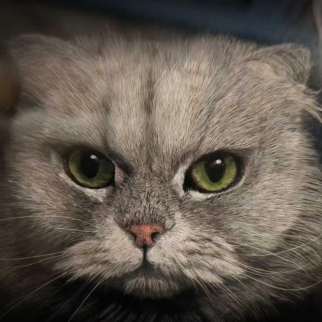 Custom 3D Pet Carving Acrylic Portrait