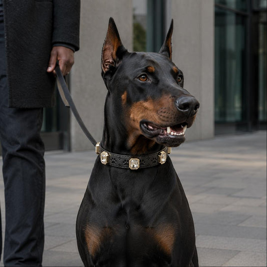 Doberman Pinscher wearing a decorative collar in an urban setting