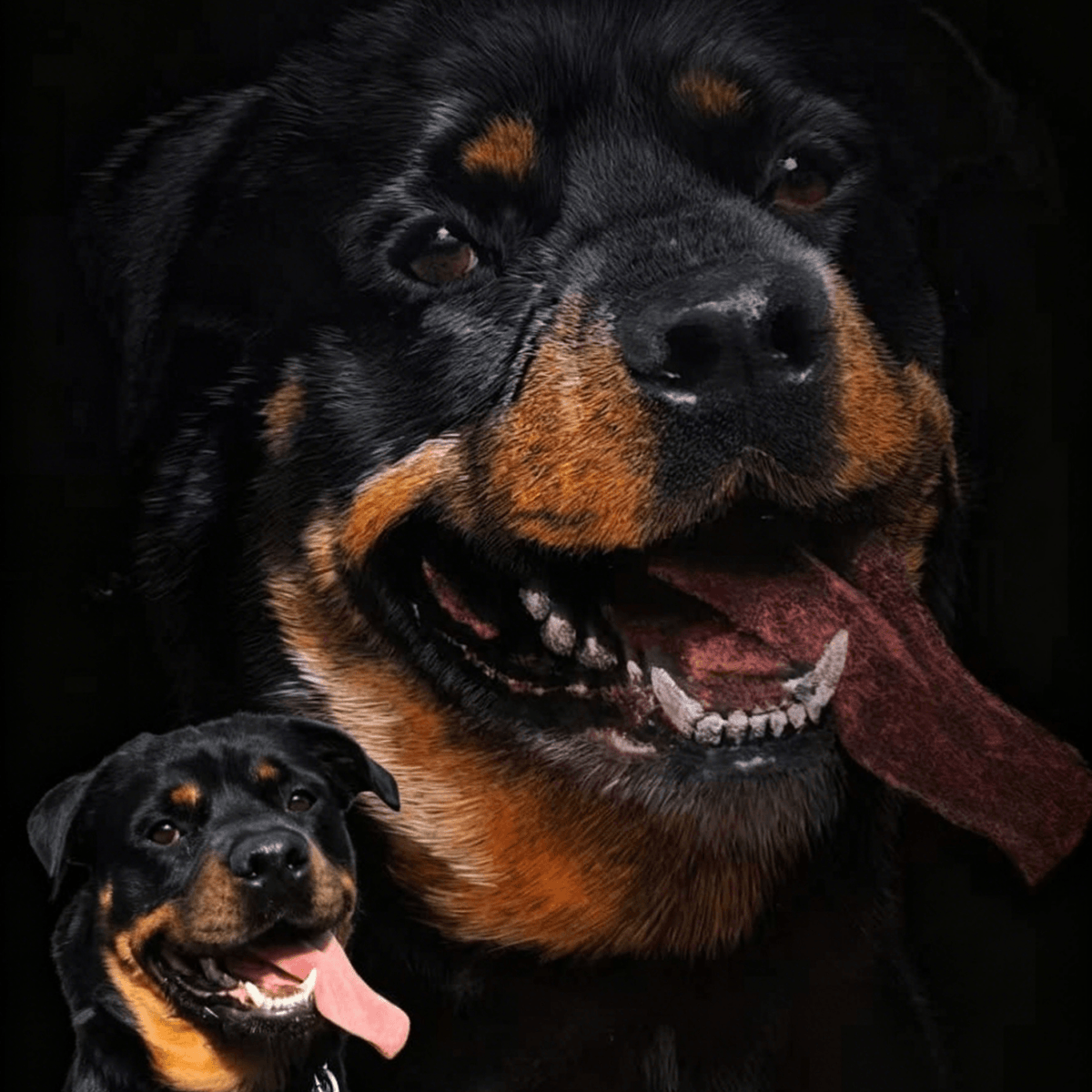 Custom 3D Pet Carving Acrylic Portrait
