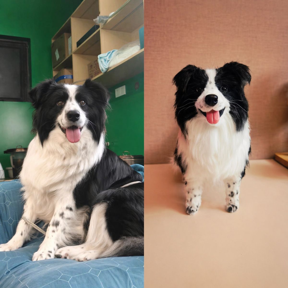 Two images of a black and white dog, one sitting on a blue couch and the other standing on a beige surface.