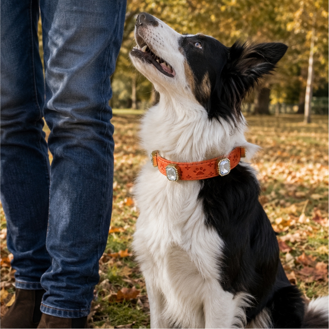 Dog wearing an orange collar with a person's legs in jeans in a park setting
