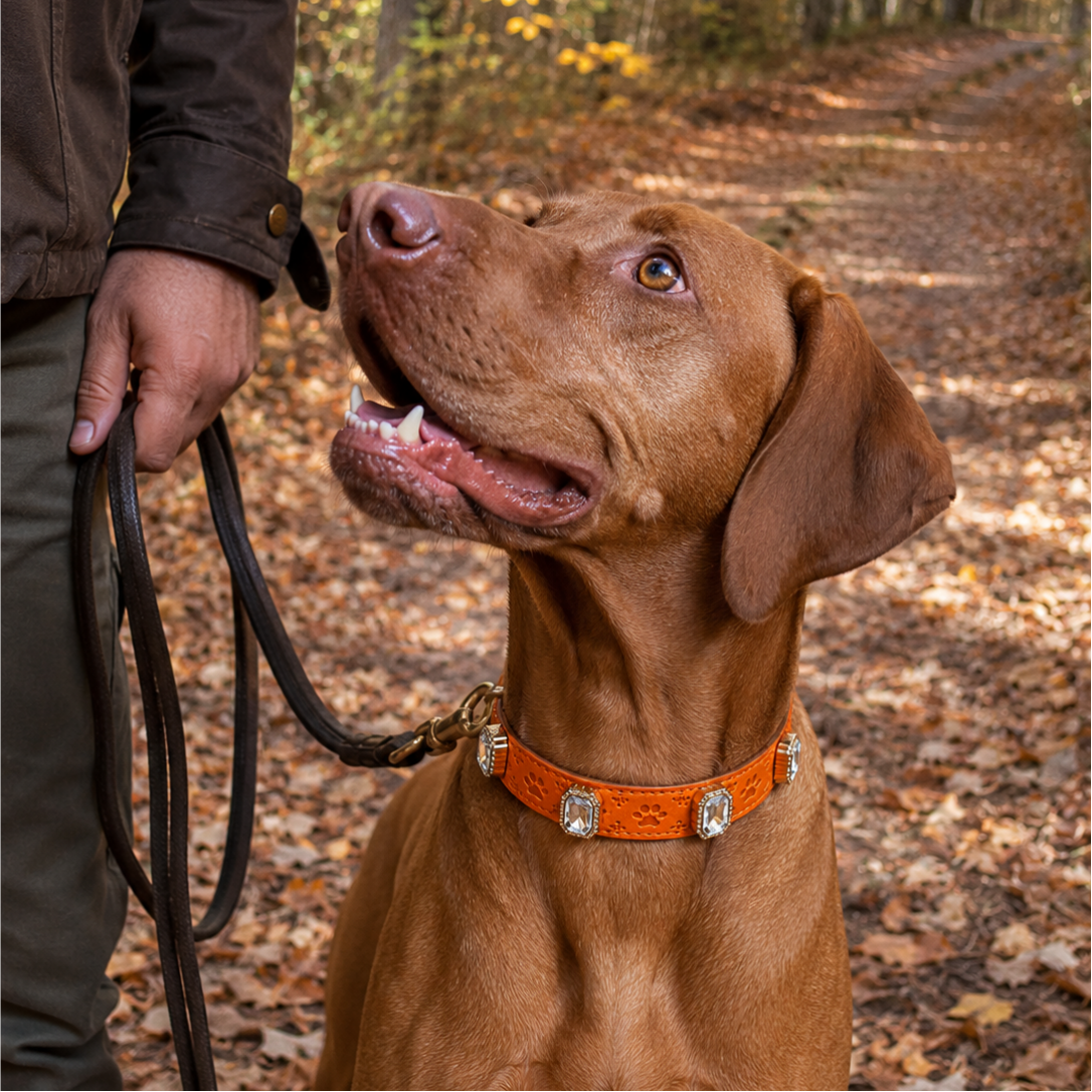 Brown dog on a leash with an orange collar in a forest setting