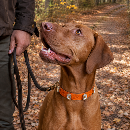 Brown dog on a leash with an orange collar in a forest setting