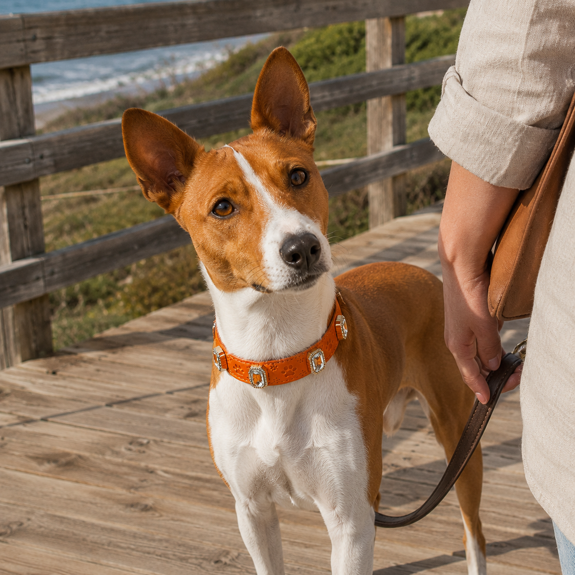 Dog on a leash with a person, standing on a wooden deck with a scenic background.