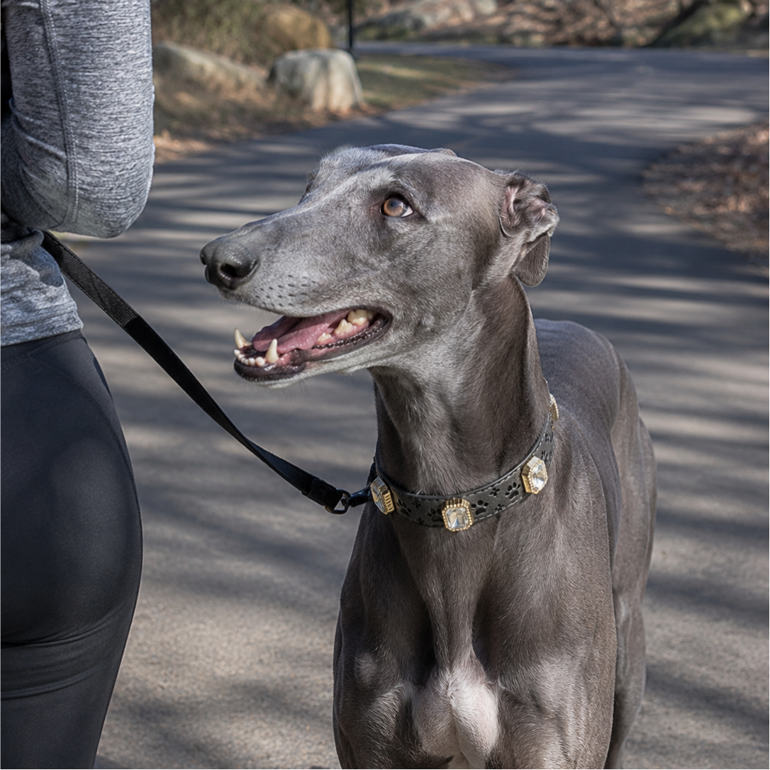 Dog on a leash standing on a path with a person partially visible