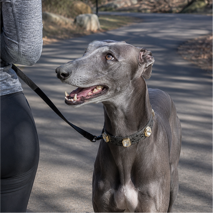 Dog on a leash standing on a path with a person partially visible