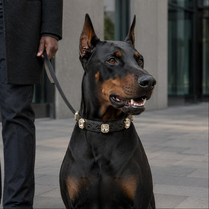 Doberman Pinscher wearing a decorative collar in an urban setting